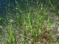 Image result for Sebaea longicaulis