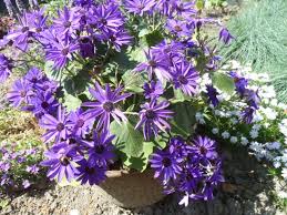 pin op garden