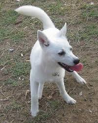 a solid white alaskan klee kai puppy playing in a patchy