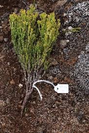 Image result for Erica whyteana