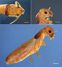 Image result for Cadaba termitaria