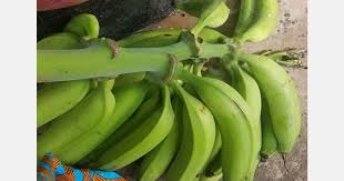 Shortage of plantain in Jamaica following Hurricane Beryl