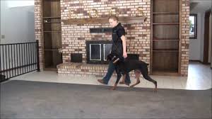 Maybe you would like to learn more about one of these? Nova Doberman Pinscher Boot Camp Training Video Youtube