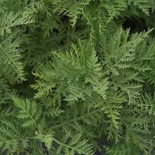 Artemisia i of caria (ancient greek: Artemisia Gmelinii Sunfern Arcadia