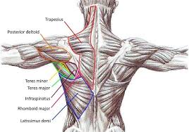 This muscle is located on the upper portion of the back anatomy, underneath the trapezius. The Best Upper Back Exercises For Complete Back Development