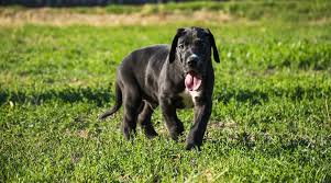 Or maybe you've just 'bought that doggy in the window' and got yourself a new great dane puppy? Best Dog Foods For Great Danes Puppies Adults Seniors