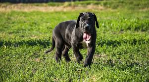Great danes can have sensitive digestion and be quirky towards certain proteins, suffering loose stool, diarrhea and flatulence. Best Dog Foods For Great Danes Puppies Adults Seniors