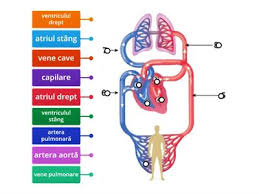 1)transport al dioxidului de carbon catre organe. Sistemil Circulator Resurse Didactice