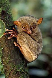 Tarsier Tarsius Syrichta Found In The Phillippines It Is The Smallest Primate In The World Animal Planet Cute Animals Tarsier