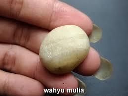Tingkat kekerasannya mencapai 6.5 skala mohs. Batu Fosil Mani Gajah Asli Kode 708 Wahyu Mulia