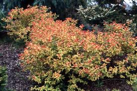 Image result for Spiraea bumalda