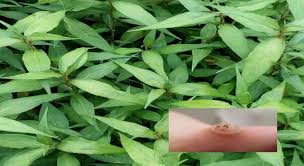 Kesum dari segi saintifiknya dikenali dengan nama polygonum minus huds dan berasal dari keluarga polygonaceae. Sangat Bermanfaat Dengan Hanya Menggunakan Daun Kesum Dan Garam Dapat Menghilangkan Peny4kit Ini Lakar Media