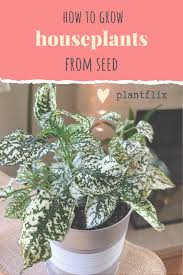 Save money and fill your summer shade gardens with masses of beautiful begonias. How To Grow Houseplants From Seed Plantflix Growing Plants From Seeds Planting Herbs Container Gardening Flowers