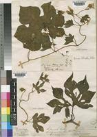 Image result for Merremia pterygocaulos