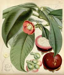 Image result for Garcinia mangostana