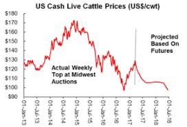 Are Cattle Futures Overdoing The Bearish Risk Hi Pro Feeds