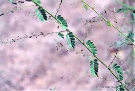 Image result for Aeschynomene leptophylla