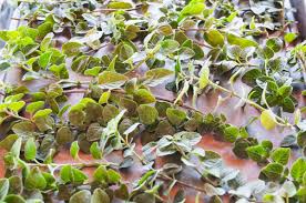 Aprende a deshidratar o secar y almacenar plantas aromaticas y medicinales para poder usarlas durante todo el año y aprovechar sus propiedades y es otro método tradicional de secar plantas, pero al contrario que en el método de secado en ramilletes, sí que necesita de espacio físico y de la. Como Secar Hojas Rapidamente Jardineria On