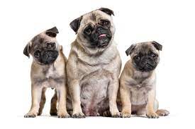 How much a pug puppy costs mainly depends on 3 elements The True Cost Of Pug Puppies Adult Dogs With Calculator Petbudget