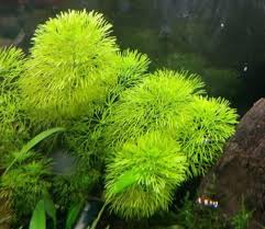 Image result for Limnophila indica