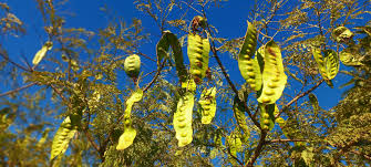 Image result for Entada abyssinica