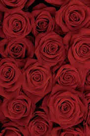 We did not find results for: Amazon Com Aofoto 6x8ft Romantic Red Roses Background Valentine S Day Beautiful Rose Blossom Photography Backdrop Wedding Anniversary Decor Sweet Flowers Wall Lady Woman Girl Mom Portrait Photo Studio Prop Vinyl Electronics