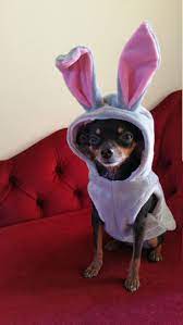 Small Dog Clothes Bunny Halloween Costume Dog Hoodie Last Etsy Small Dog Costumes Dog Halloween Costumes Small Dog Clothes