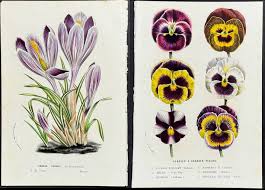 J. L. Goffart Antique Botanical Chromoltihography Floral Print Hyacinth  Flowers