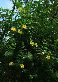 Pin On Allamanda