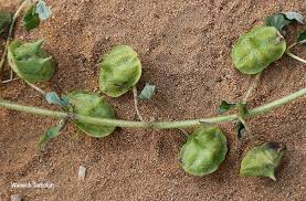 Image result for Dicerocaryum eriocarpum