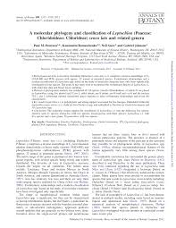 Image result for Leptochloa coerulescens