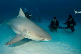 In fact, it is known for being one of the most aggressive sharks. Diving With Bull Sharks Pro Dive International
