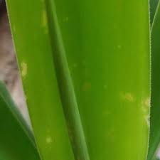 Yucca Palme Hat Weisse Flecken Was Tun Pflanzen Botanik Pflanzenpflege