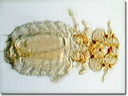 Image result for what do Mallophaga look like in dog fur