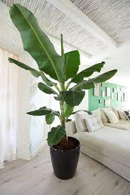 We did not find results for: Banana Leaf Living Room Plants Big Indoor Plants House Plants Indoor