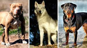 7 Most Banned Dogs Around In The World Youtube