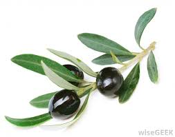 Olive Branch Olive Tree Tattoos Olive Tree Olive Branch Tattoo