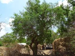 Image result for Salvadora persica