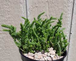 Crassula muscosa 'watch chain' from $ 5.00. Watch Chain Succulent Crassula Muscosa