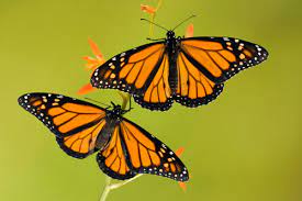 Monarch Butterfly Site Life Cycle Migration Pictures News More