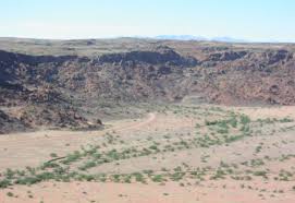 Image result for Hermbstaedtia scabra