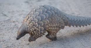 Pangolins are found in tropical asia and africa and are 30 to 90 cm (1 to 3 feet) long exclusive of the tail. Environmental Justice Foundation Pangoline Schutzen Neue Pandemien