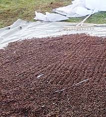 With project support and through taking advantage of increases in the price of chilgoza nuts, local people are increasingly motivated to stop cutting trees and collect the nuts for revenue instead. Pine Nut Wikipedia