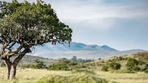 Image result for Glenniea africana