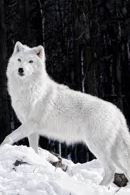 A collection of the top 48 white wolf iphone wallpapers and backgrounds available for download for free. White Wolf Hd Desktop Wallpaper Widescreen High Definition