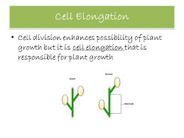We did not find results for: Plant Structure Growth Development Ppt Download