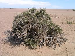 Image result for Arthraerua leubnitziae