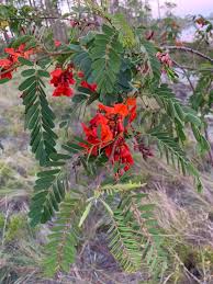 Image result for Sesbania sericea