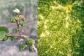 Image result for Calepitrimerus vitis