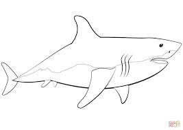 Great White Shark Outline Coloring Pages Printable